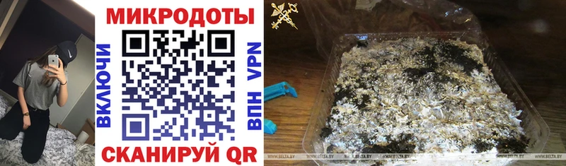 где купить   Светлогорск  мега как войти  Псилоцибиновые грибы Psilocybe 
